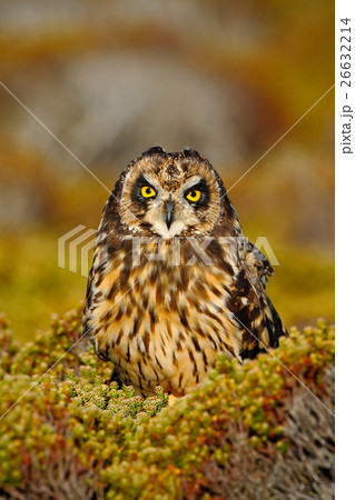 Short-eared Owl, Asio flammeus sanfordi, rare 26632214