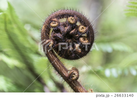 シダの新芽 シダの新芽 26633140