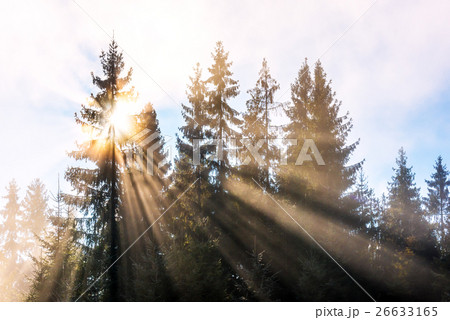 forest forest 26633165