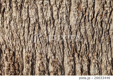 Texture of palm tree bark. Natural background Texture of palm tree bark. Natural background 26633446