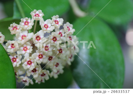 ホヤ 種名不詳 の花の写真素材