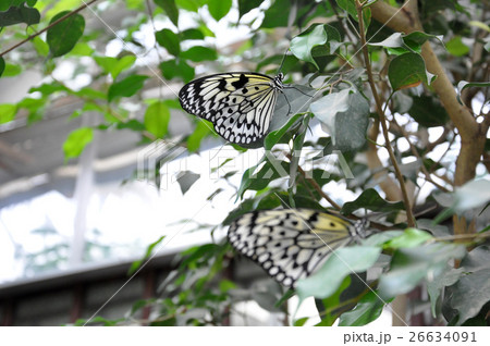 Colorful Butterfly sitting on a Leaf Close up 10 26634091