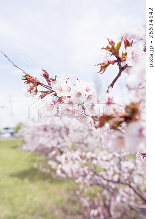 満開の桜（被写界深度浅め） 26634142