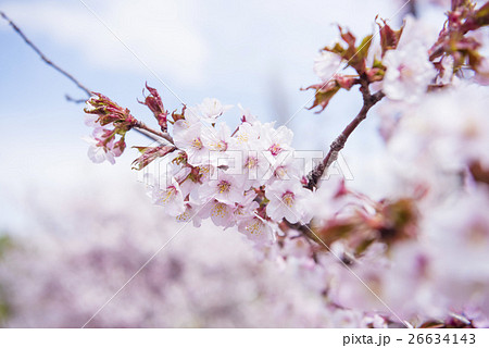 満開の桜(被写界深度浅め) 満開の桜(被写界深度浅め) 26634143