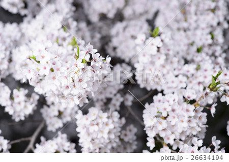 夜桜 ソメイヨシノ 26634194
