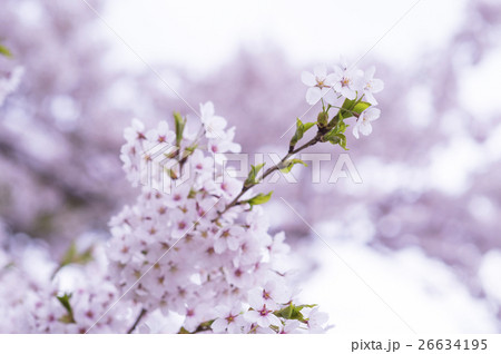 ソメイヨシノ（柔らかい描写） 26634195