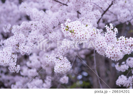 夜桜 ソメイヨシノ 26634201
