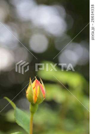 パットオースチン・バラの花の蕾と木漏れ日 26634338