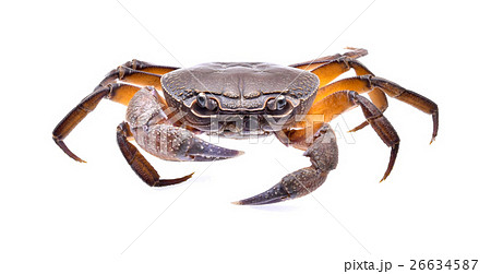 fiddler crab on white background 26634587