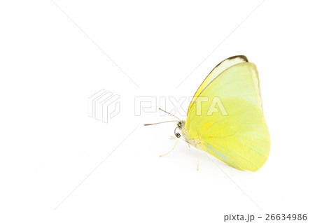 Butterfly yellow color on white background Butterfly yellow color on white background 26634986