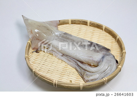 鮮魚　イカ 26641603