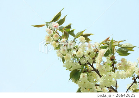 ウコン桜の枝先 ウコン桜の枝先 26642625