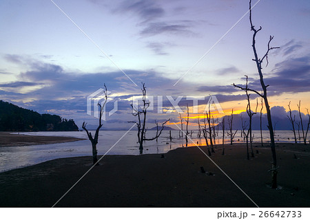 Dead mangrove trees on beach at sunset 26642733