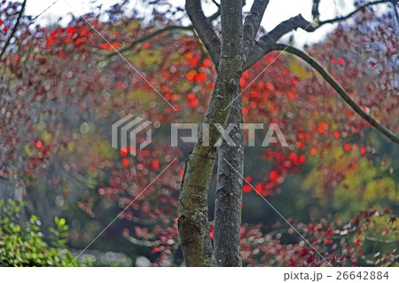 紅葉 26642884