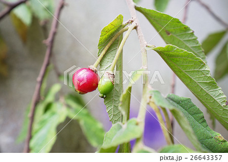 close up Jamaican cherry Leaves  26643357