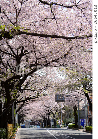練馬春日町駅前の桜並木 練馬春日町駅前の桜並木 26645013