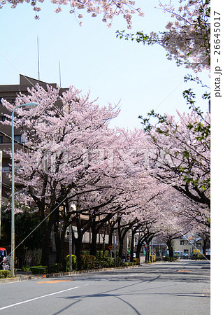 練馬春日町駅前の桜並木 練馬春日町駅前の桜並木 26645017