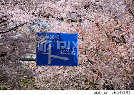 練馬春日町駅駅前の桜並木 練馬春日町駅駅前の桜並木 26645191