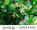 Fish Poison Tree showing Green Fruit  26645441