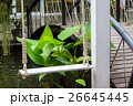 Wooden Swing in Backyard 26645445