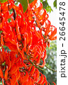 Flower of Newguinea Creeper, Red Jade Vine.  26645478