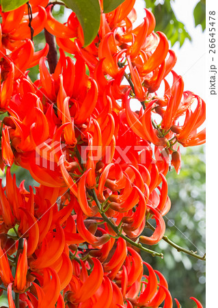 Flower of Newguinea Creeper, Red Jade Vine.  26645478