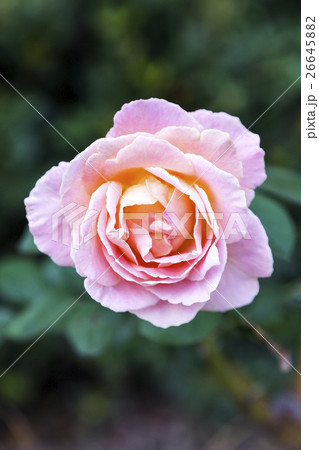 ピンクのバラの花一輪の写真素材