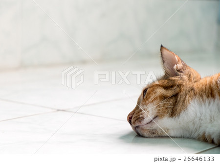 Yellow cat domestic sleeping on edge Yellow cat domestic sleeping on edge 26646133