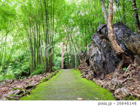 Hiking trail in Tropical rain forest 26646148