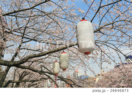 Lanterns in Sakura Festival at walkway Tokyo Japan 26646873
