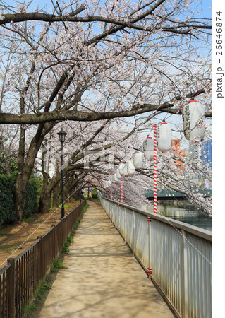 Lanterns in Sakura Festival at walkway Tokyo Japan 26646874