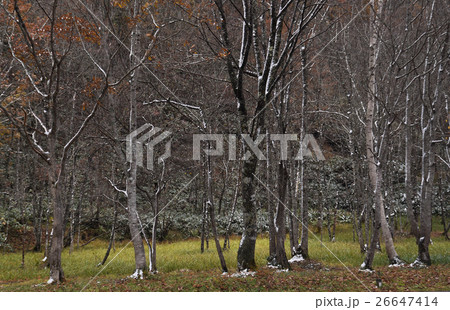 秋のせせらぎ街道 26647414