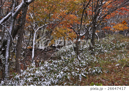 秋のせせらぎ街道4 秋のせせらぎ街道4 26647417