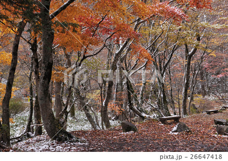 秋のせせらぎ街道5 秋のせせらぎ街道5 26647418