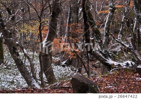 秋のせせらぎ街道9 26647422
