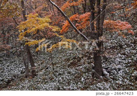 秋のせせらぎ街道10 26647423