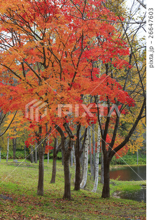 京極町の紅葉 26647603