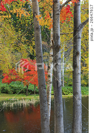 京極町の紅葉 26647617