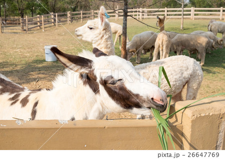 Mule white brown cute eating grass Mule white brown cute eating grass 26647769