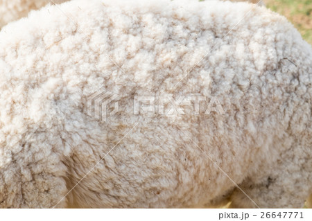 Wool sheep body close up 26647771
