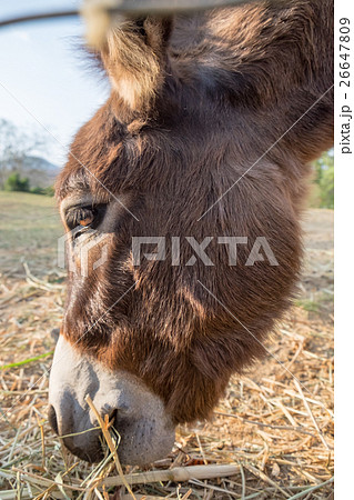 Donkey dwarf brown eating grass Donkey dwarf brown eating grass 26647809