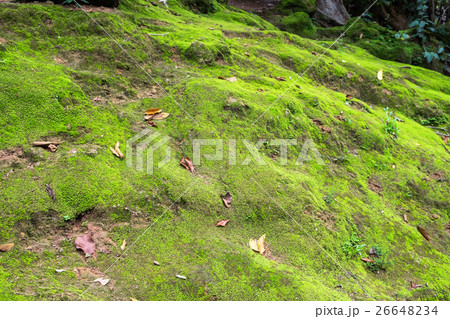Bright green moss on stone in forest Bright green moss on stone in forest 26648234