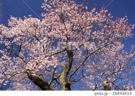いっぱいの桜 26648658
