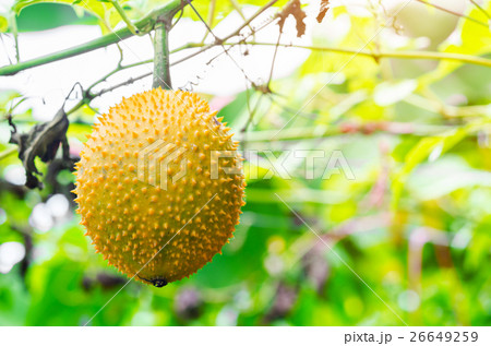 Southeast Asian fruit, commonly know as Gac. Southeast Asian fruit, commonly know as Gac. 26649259