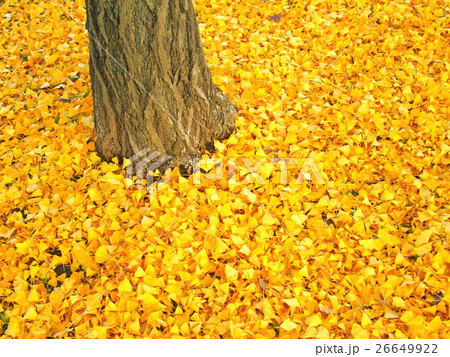 イチョウの木の根元の落ち葉の写真素材 [26649922] - PIXTA