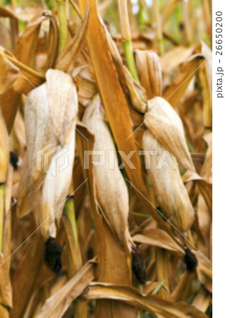 mature corn crop mature corn crop 26650200