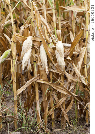 mature corn crop 26650201