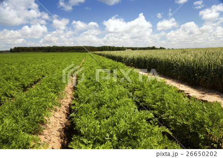 grow up carrots grow up carrots 26650202