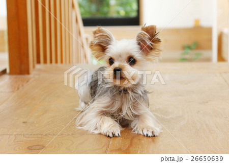 犬（ヨークシャテリア） 26650639