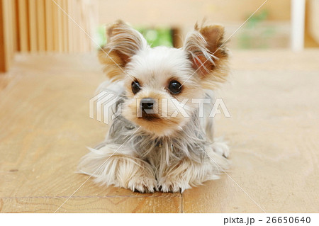犬（ヨークシャテリア） 26650640